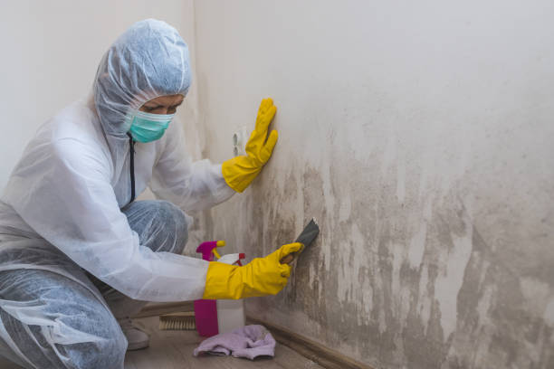 Best Black Mold Remediation in Redland, TX