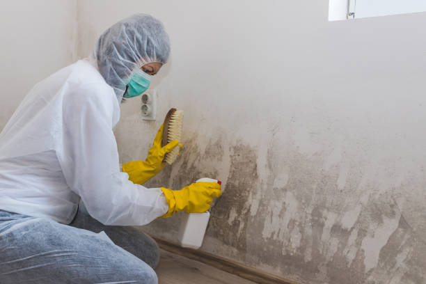 Best Bathroom Mold Remediation in Redland, TX