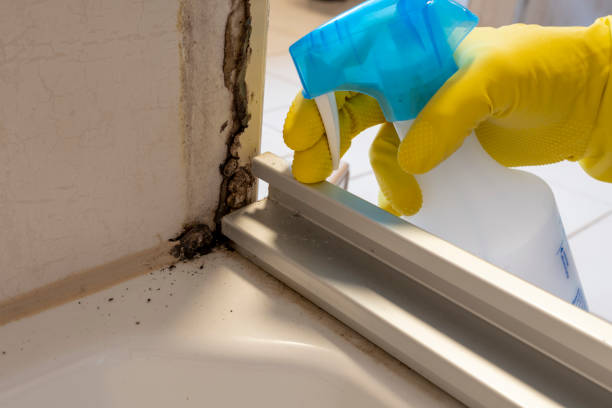 Best Mold Testing and Inspection Services in Redland, TX