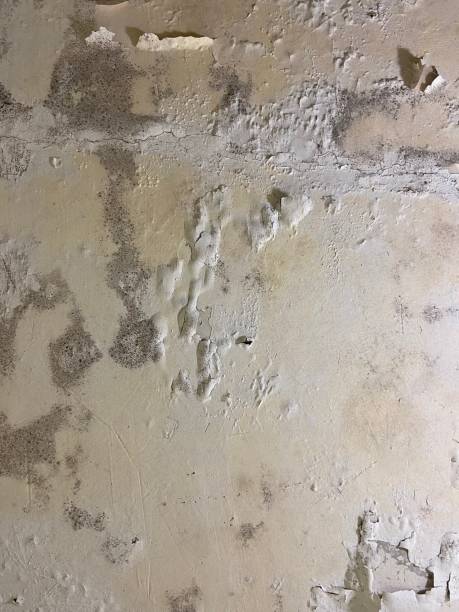 Best Kitchen Mold Remediation in Redland, TX