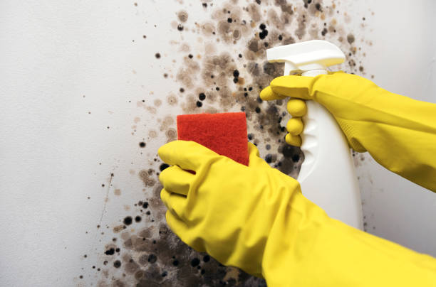 Best Insurance-Related Mold Remediation in Redland, TX