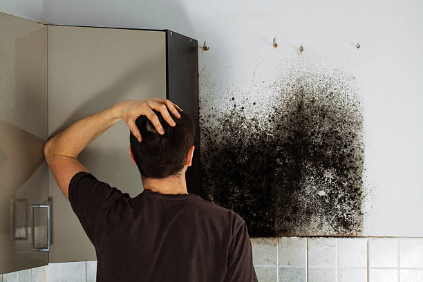 Best Basement Mold Remediation in Redland, TX