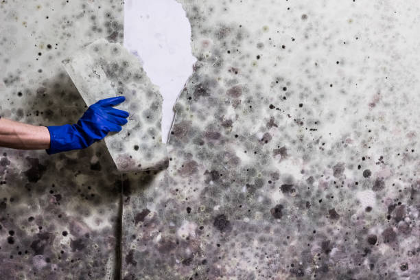 Best Mold Testing and Inspection Services in Redland, TX